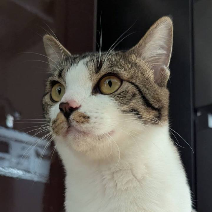 Cfc54bcb d608 4357 ad06 966d06f854d1 1742355681301