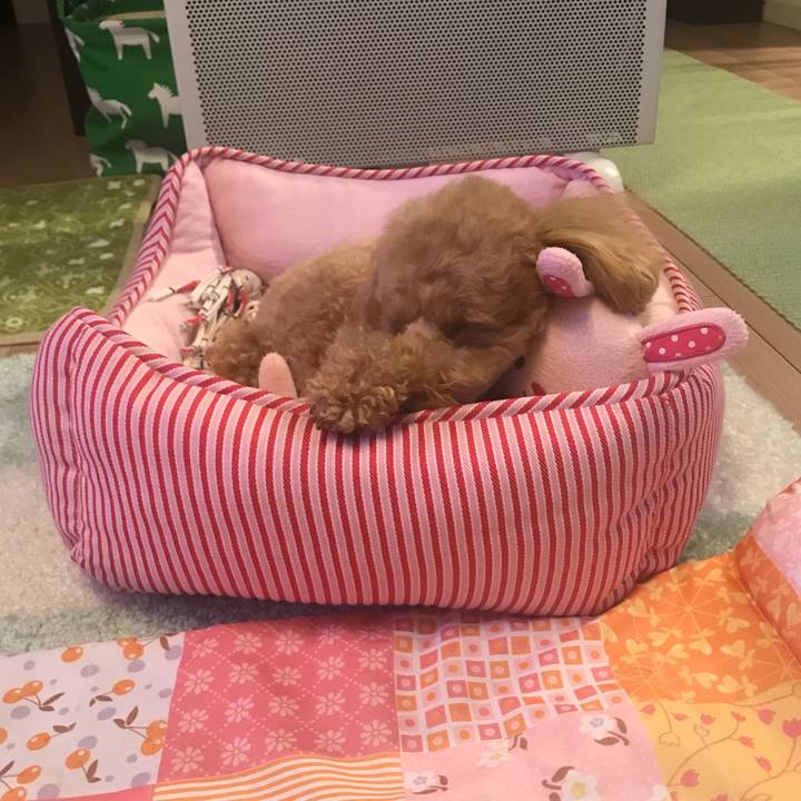 Cfc89ddf 20bd 4d38 8a28 a606ac4cd4d3 1522596041222