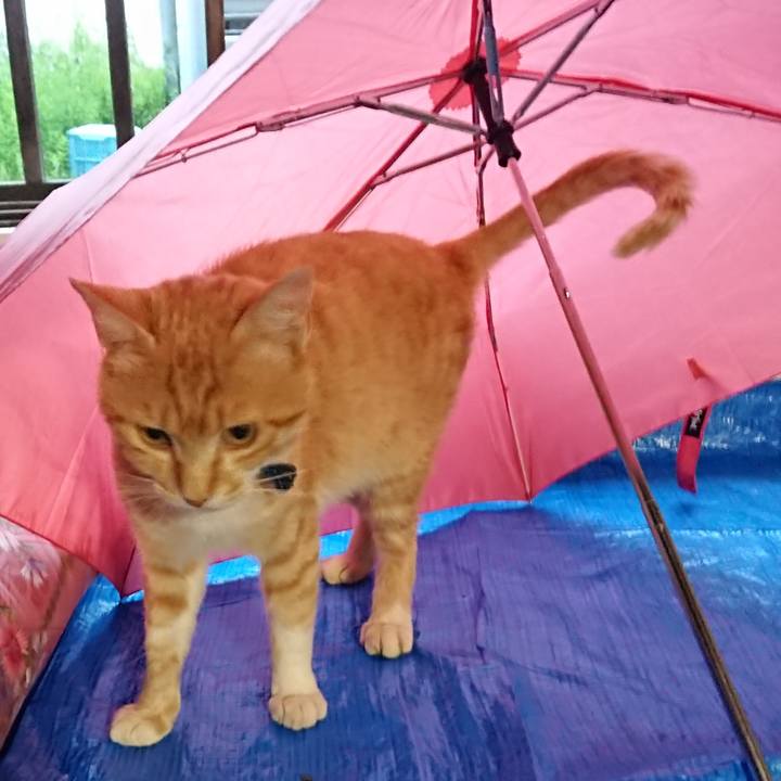 Cfc8d434 951b 4bab a1aa 642b54450fb2 1560938831528