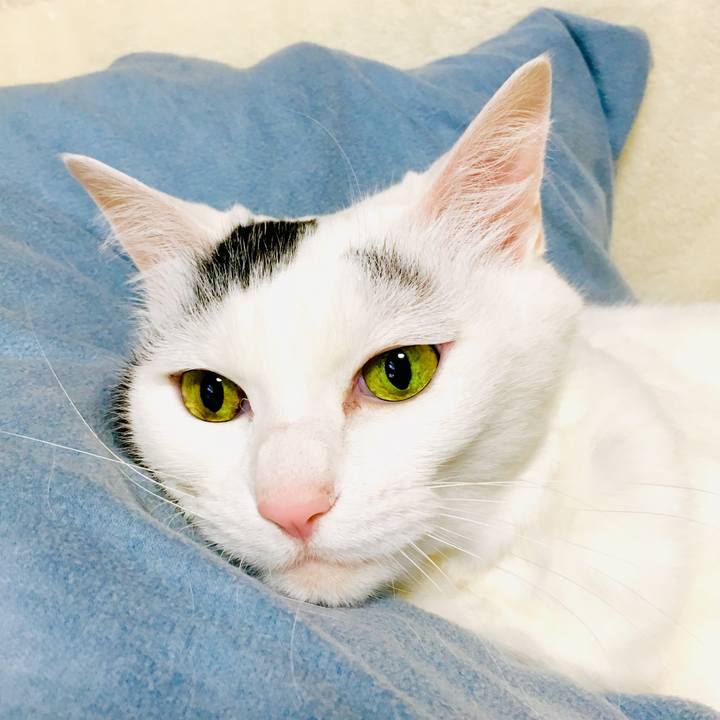 Cfca9cb8 478c 44bc 9d5b ae11ce222ee1 1560827993927