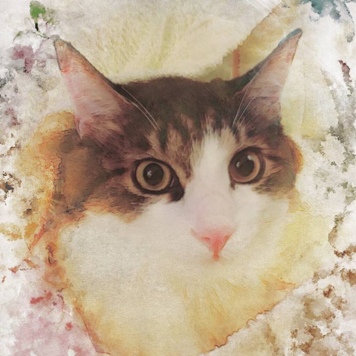 Cfcc1c6a 6a10 4011 afd9 e4ab3362dbe8 1510535203330