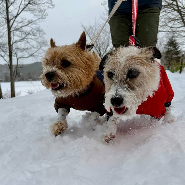 Cfcc6085 2eed 4cf7 8675 9485518825d6 1769780389411