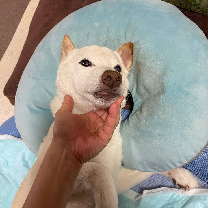 Cfcd4a40 bad3 4f18 ad8f 799035c9683a 1665535743773