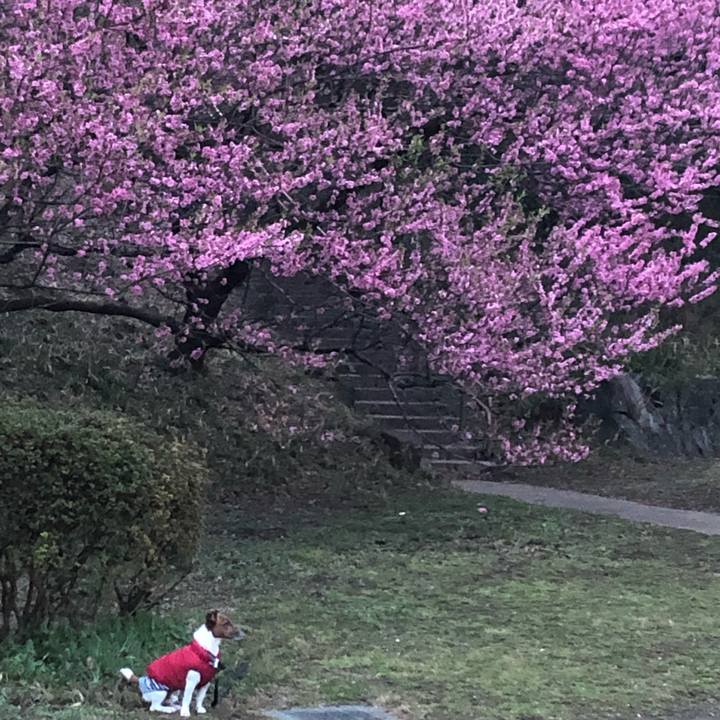 Cfcde8f8 86a4 432b 8544 07caa4d21fb6 1584397982241