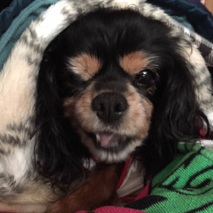 Cfce335b 78bb 489f b57d 8be942efe957 1554096524141