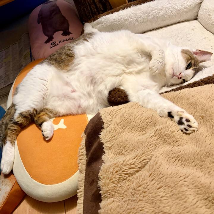 Cfcf193a 56fc 4662 9d8c b5fc579851b9 1763988192625