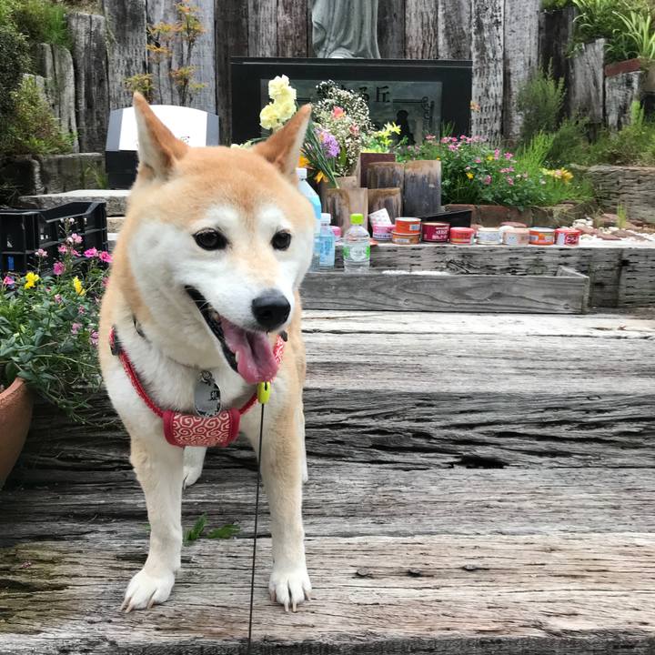 Cfd1a054 42d6 44ea 9dd8 b1a18ad3ae7d 1529019496687