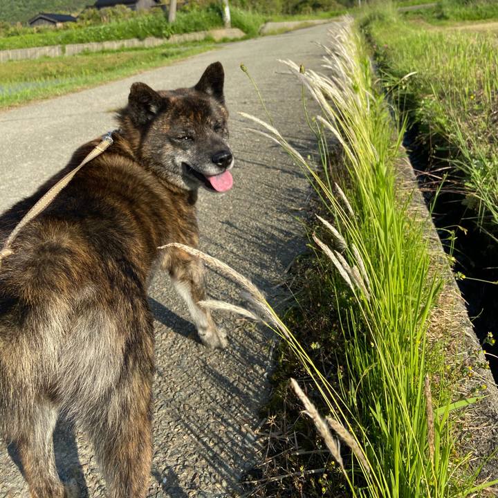 Cfd60bce f8a9 4720 bf30 9ed53798beef 1590135993561