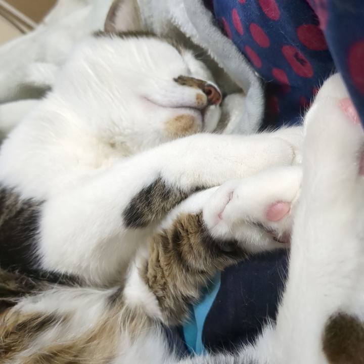 Cfd618ef 2f50 4b14 b6c5 b4d4dd6385ae 1672580094423