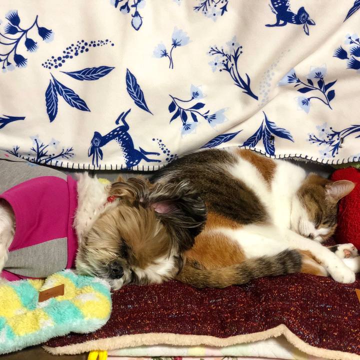 Cfd71f1f b2de 413a b105 78f7906f1814 1575385589266