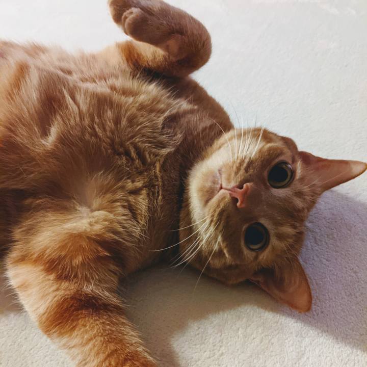 Cfd86096 bc01 48e9 91b3 194a4e31f791 1622069970772