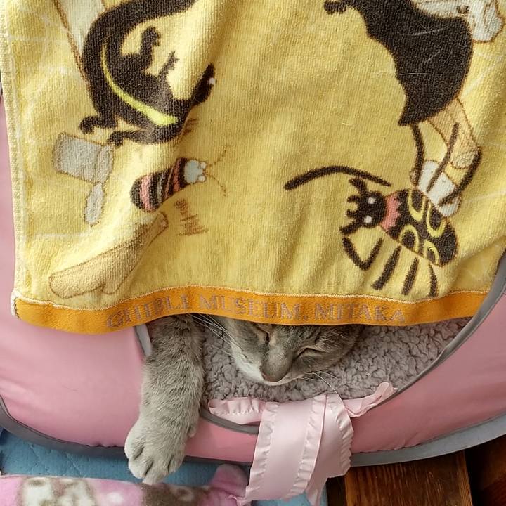 Cfd8c3f0 803f 4206 b42f 08ad2719a8a9 1616993083464