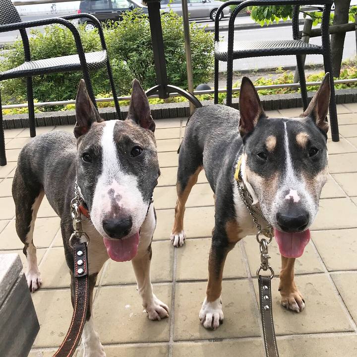 Cfdc7e28 2d91 4098 a068 867e04cc7625 1526124820896