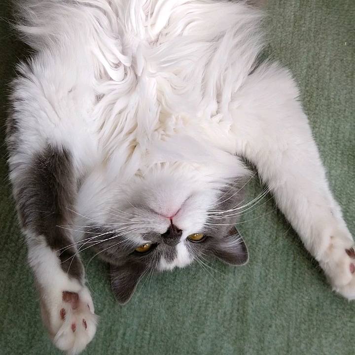 Cfe1feb0 2dff 4247 b5e7 f6cf489e9c81 1586076889968