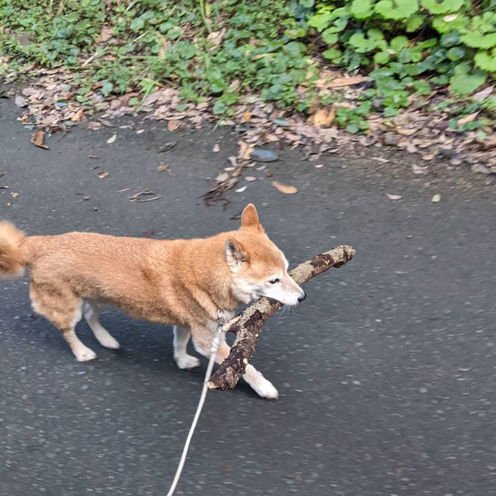 Cfe2b959 4b38 4641 8914 f7b19a6a89cb 1731501199696