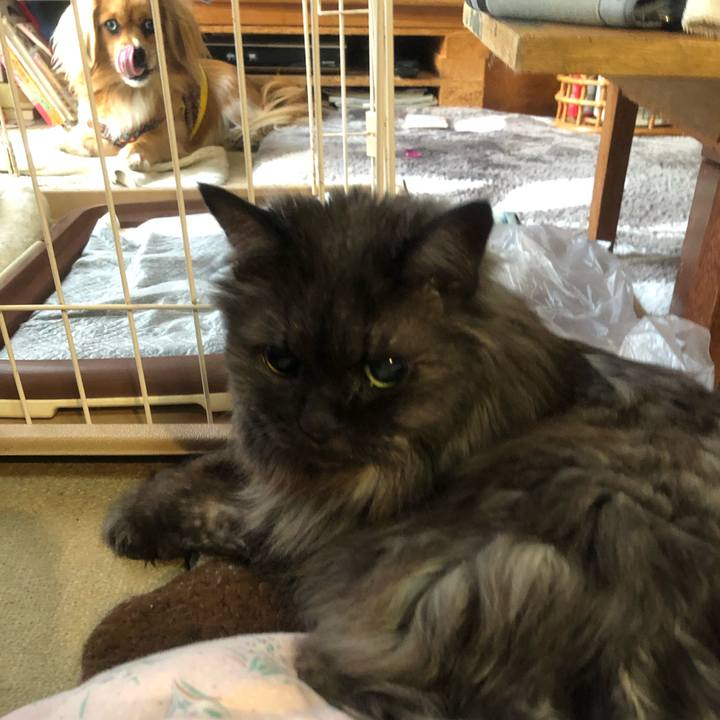 Cfe2f9cc 8387 45df 85f3 b7fe34ebf3db 1543269667430