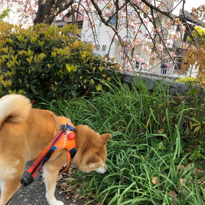 Cfe3f8af c7c4 46f7 8c1f 68eac54ba47f 1586355296792