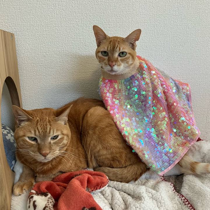 Cfe620da 7492 4a2e bfaf 342e85ad8072 1774658400196