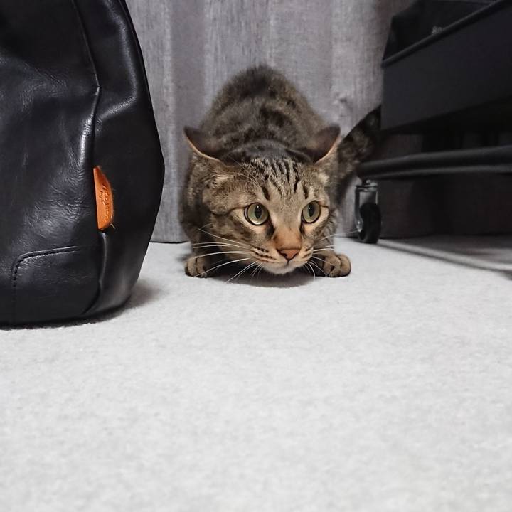 Cfe7db5e ab90 450e a47a 0ebfb28d172c 1539698101065