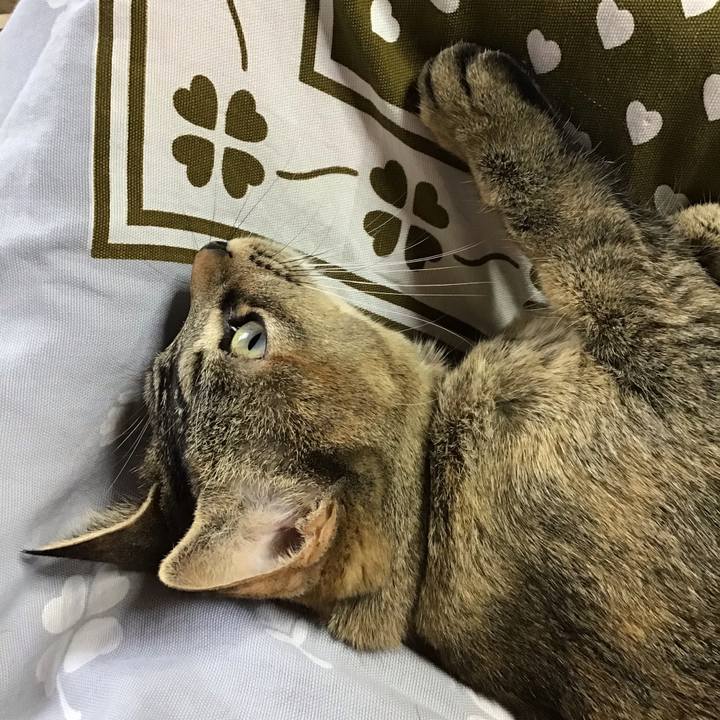 Cfe812cf 48f0 4e1b abd8 d4e72d015daf 1585453085826