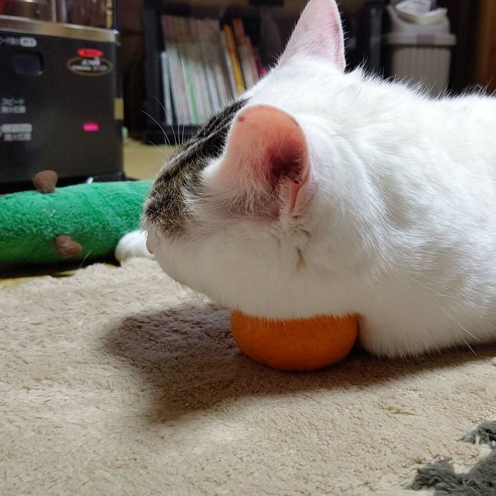 Cfec0e6e 2c9d 41ac ab55 8cb9f918917e 1576984037049