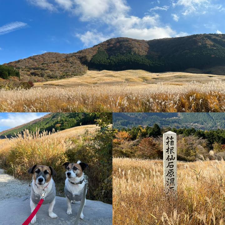 Cfedb2d5 eace 47c4 9290 2a4a004957fc 1667729514999