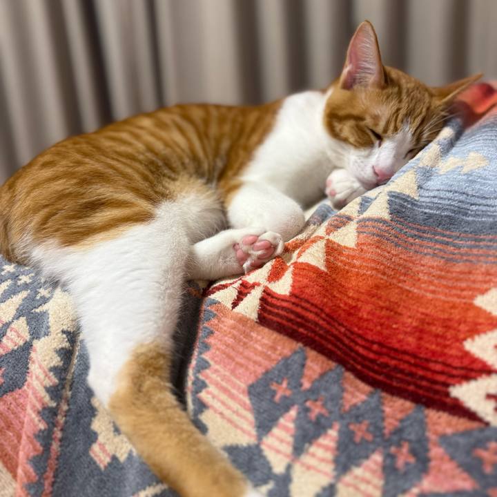 Cfee15db 9db0 453b a937 b049a9a5d972 1761025207140