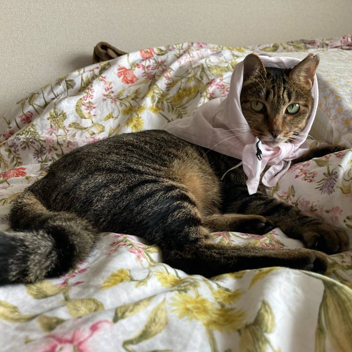 Cfee2c0d 1f31 491c b5d0 1642b7c58a1e 1628747144225