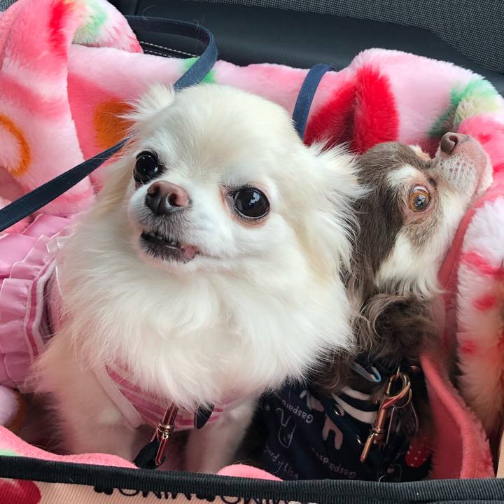 Cff0f293 e446 4132 8596 ac06e3fda55b 1561381107549