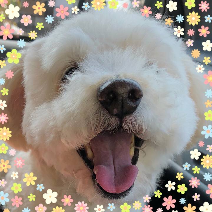 Cff1f511 8827 416f 96f1 a0c5085c5375 1523055307047