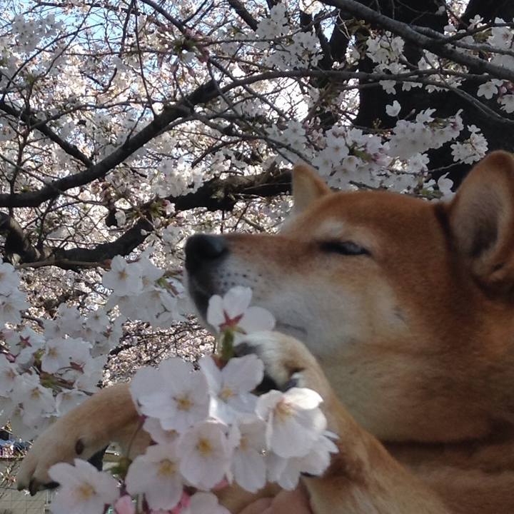 Cff31570 96cc 4bc1 a803 329c062291aa 1521855392019