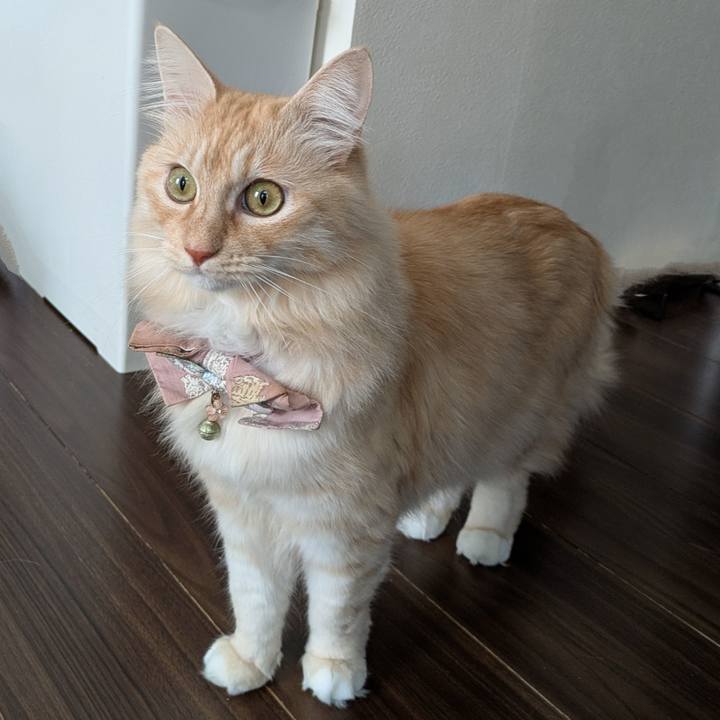 Cff3db46 fc86 4f61 a5b6 68d95223acc8 1735696977583