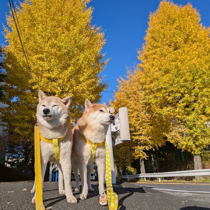 Cff5c086 6fe4 4558 82e7 8d8b31b713a3 1763698920985