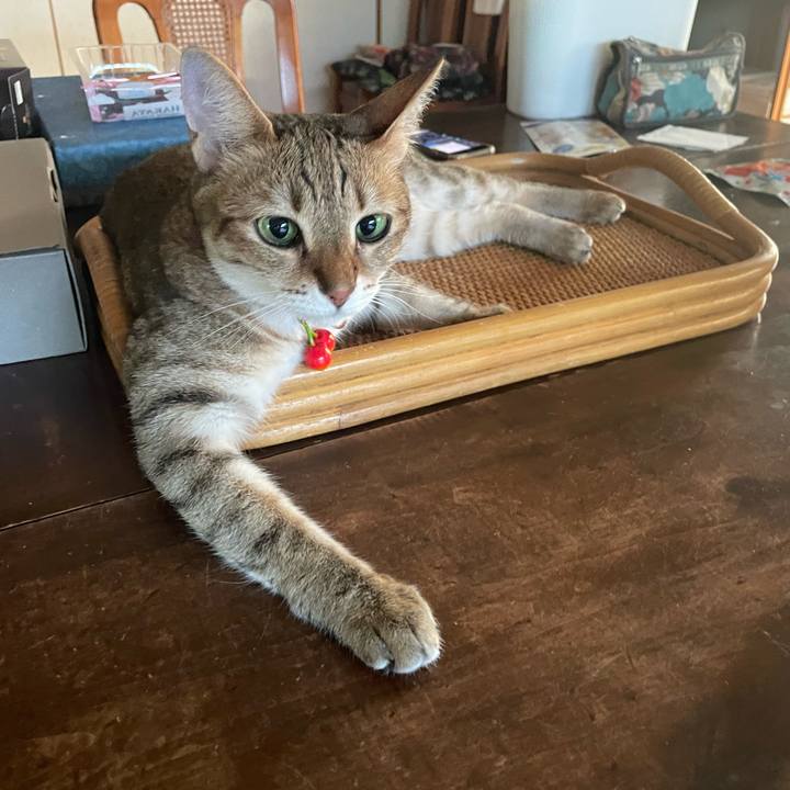 D0006206 6de8 4e3a ad88 bd6bbe2397a7 1723954412768