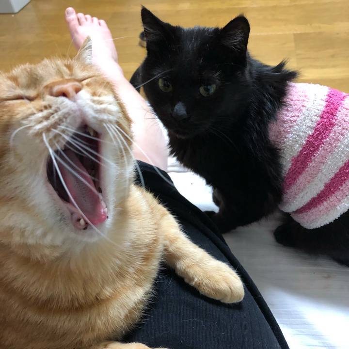 D0006412 898d 4e8c 9633 5cdd39ed27a4 1583332209147