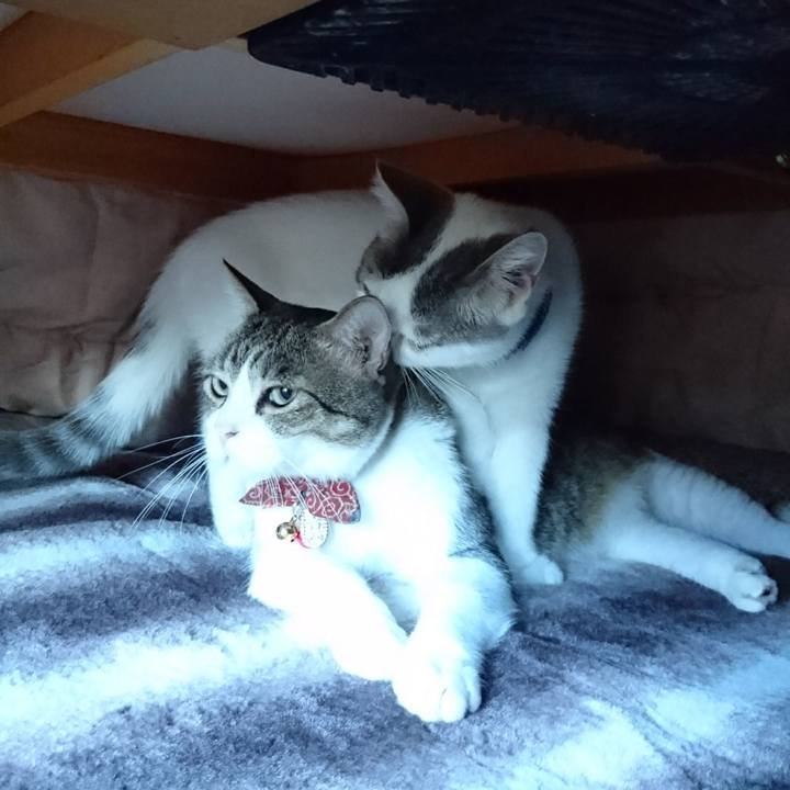 D0008c61 946d 427f becb 6e8941c1c8c7 1539575135823