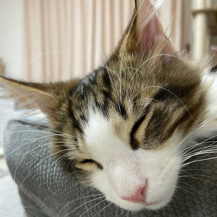 D0048ede 92a2 46dc 95d9 53bbbcc1f01f 1634301849412