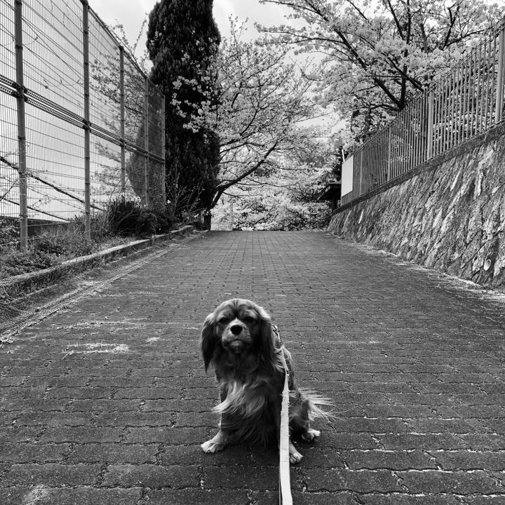 D0096860 36de 45fb b2c9 5fe47afcb82a 1554847882125