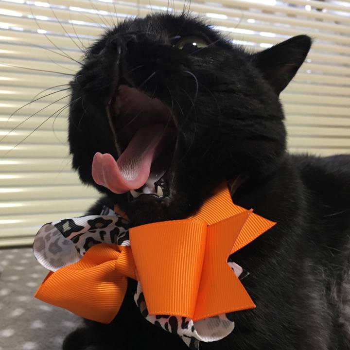 D009de10 027e 45e1 8617 11451be007a3 1538553393832