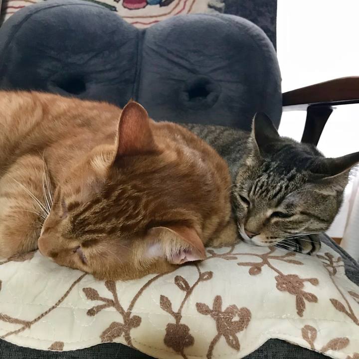 D00a74be 14c9 4f45 b9cd b112f8923cf9 1528275271063