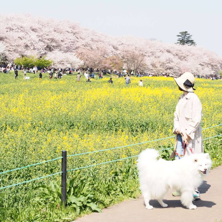 D00d59db 5060 4b45 b533 93f8054ff2df 1522485413664