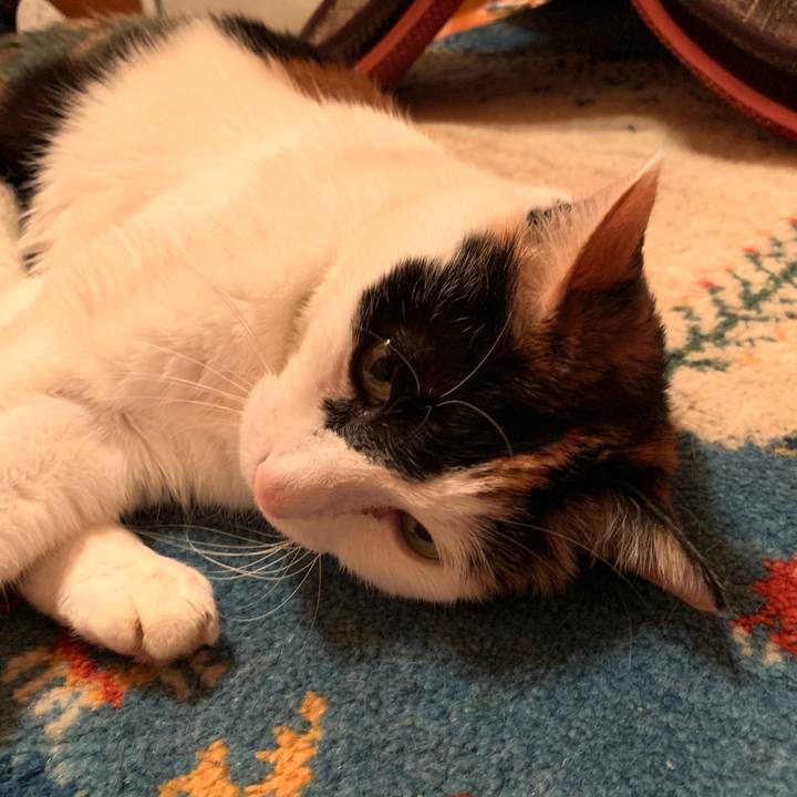 D00e7398 eb52 4018 9162 76eb2e9aa444 1587215150352