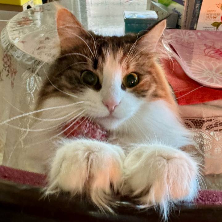 D014954d 58a3 4411 b69d 7444b1611d0f 1767743183336