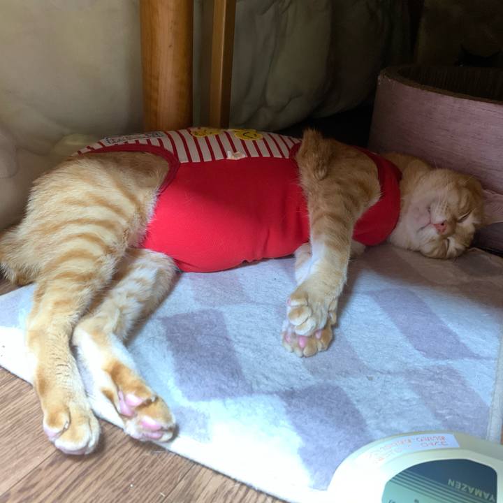 D0150014 99d4 4b9d b67a b0d2c9a6597c 1579434470873