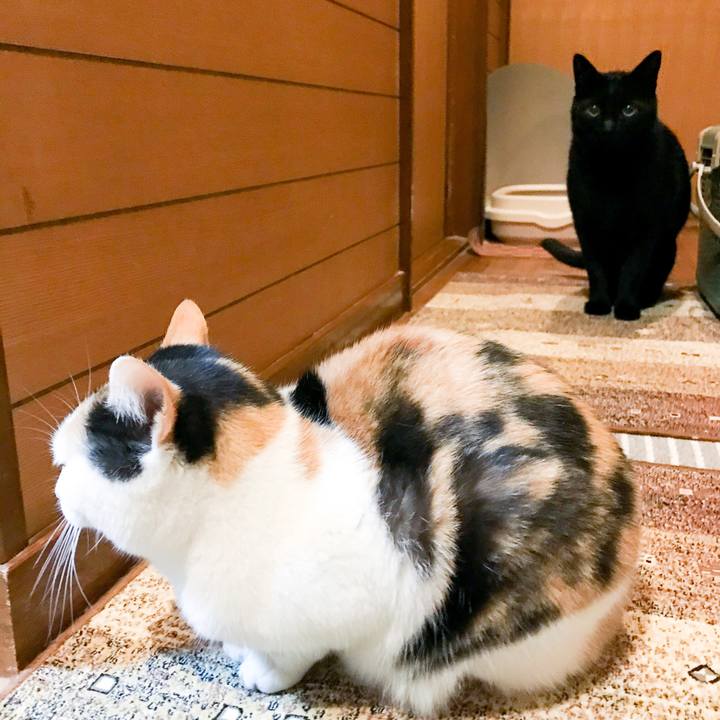 D0151a8b be0f 4000 9dd4 2e0ec3a0eacd 1516497316057