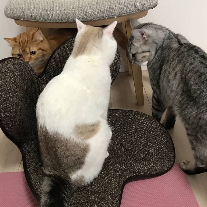 D018386d c449 4dd3 b4dc 108dc04611f6 1519435020223