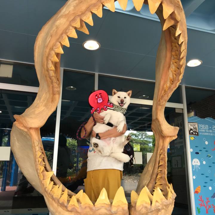 D01d4952 7f58 487f 8fca 8482f60bad7a 1532315810661