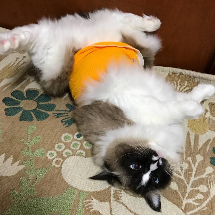 D022b262 31c2 4a8a 8b8c 730bd330503f 1518351675544