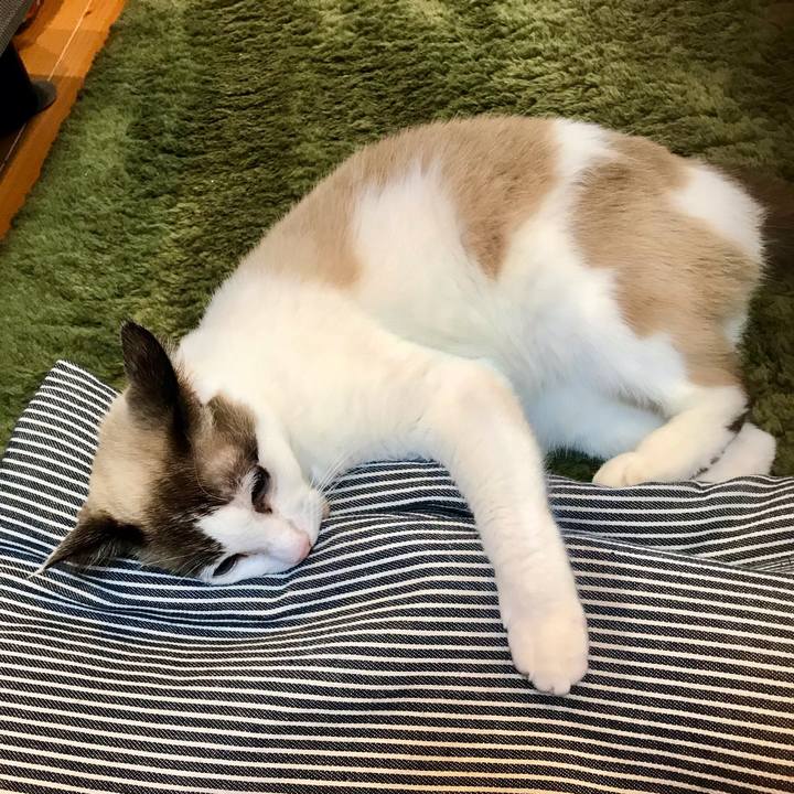 D029660b b150 482c 87f6 2087b81d2373 1607338963962