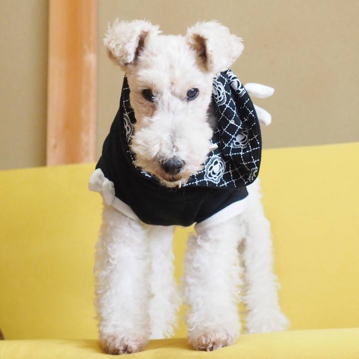 D02ac8fd 7ba0 4120 aa10 f7c0e8f2c91a 1585695836775